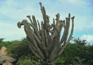 flutie8211 cactus 8133405
